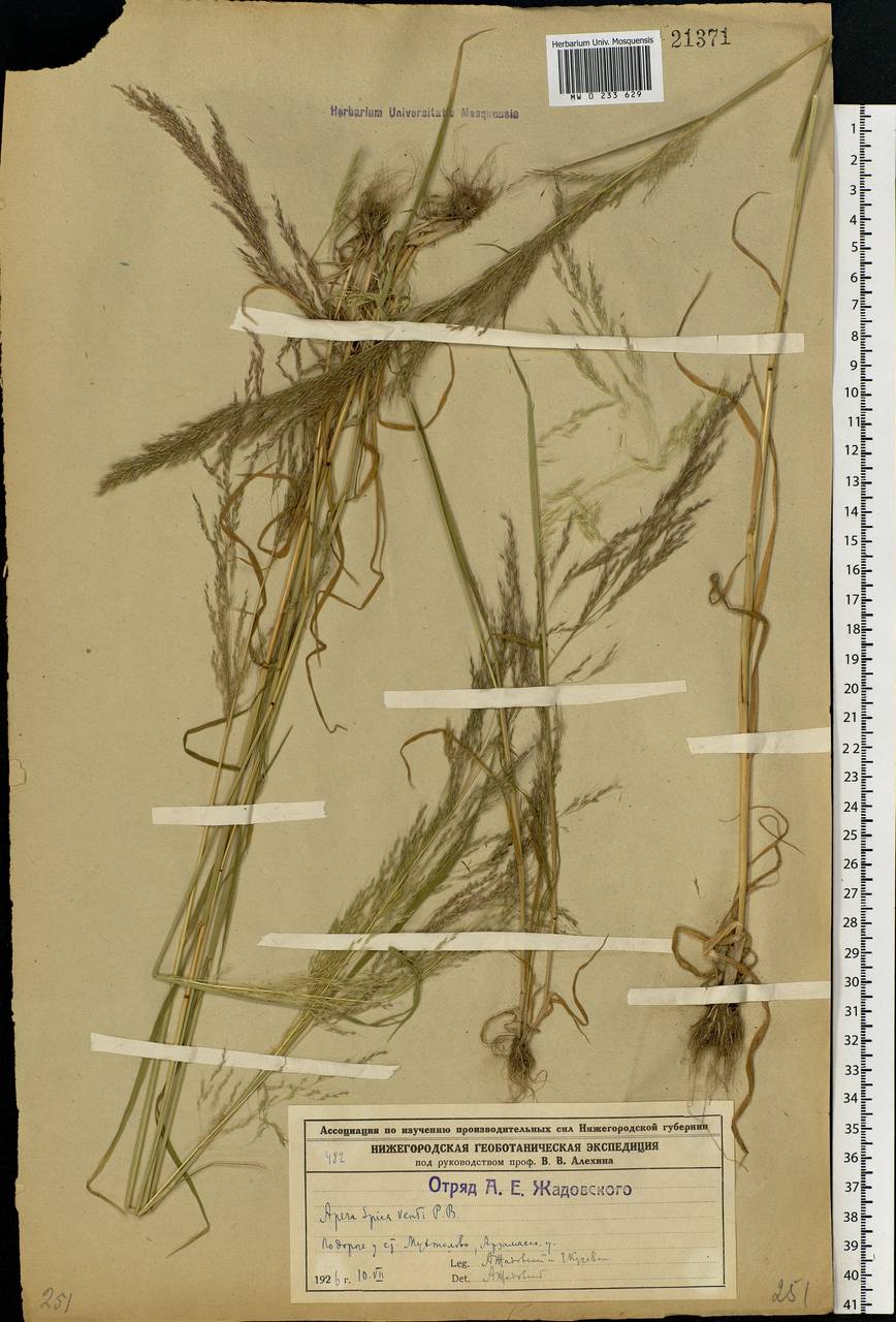 Apera spica-venti (L.) P.Beauv., Eastern Europe, Volga-Kama region (E7) (Russia)