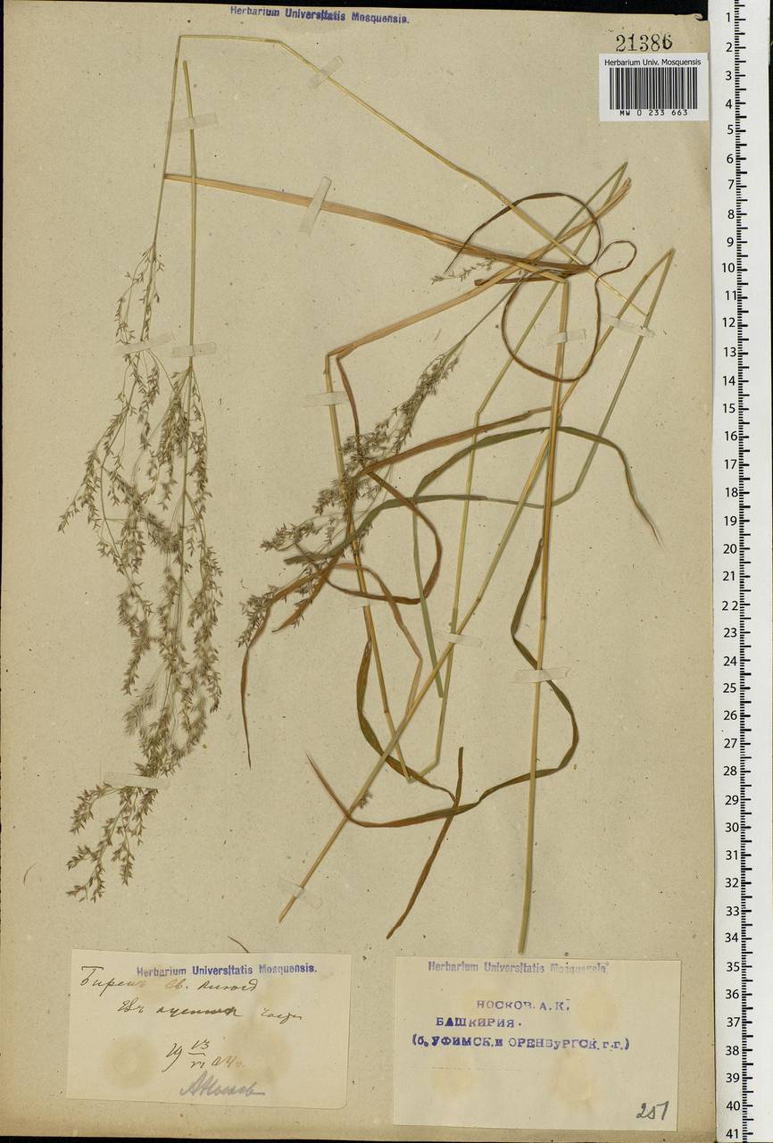 Apera spica-venti (L.) P.Beauv., Eastern Europe, Eastern region (E10) (Russia)