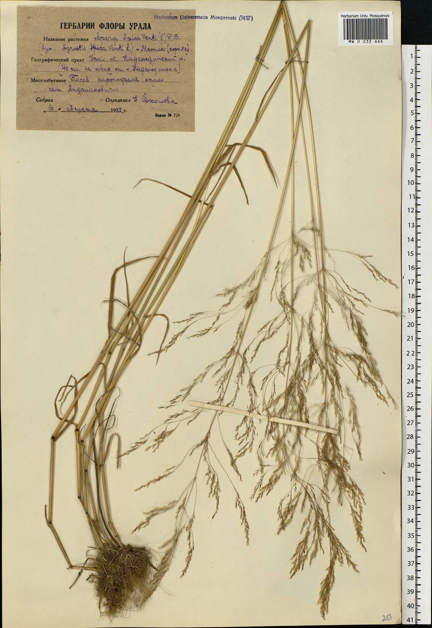 Apera spica-venti (L.) P.Beauv., Eastern Europe, Eastern region (E10) (Russia)