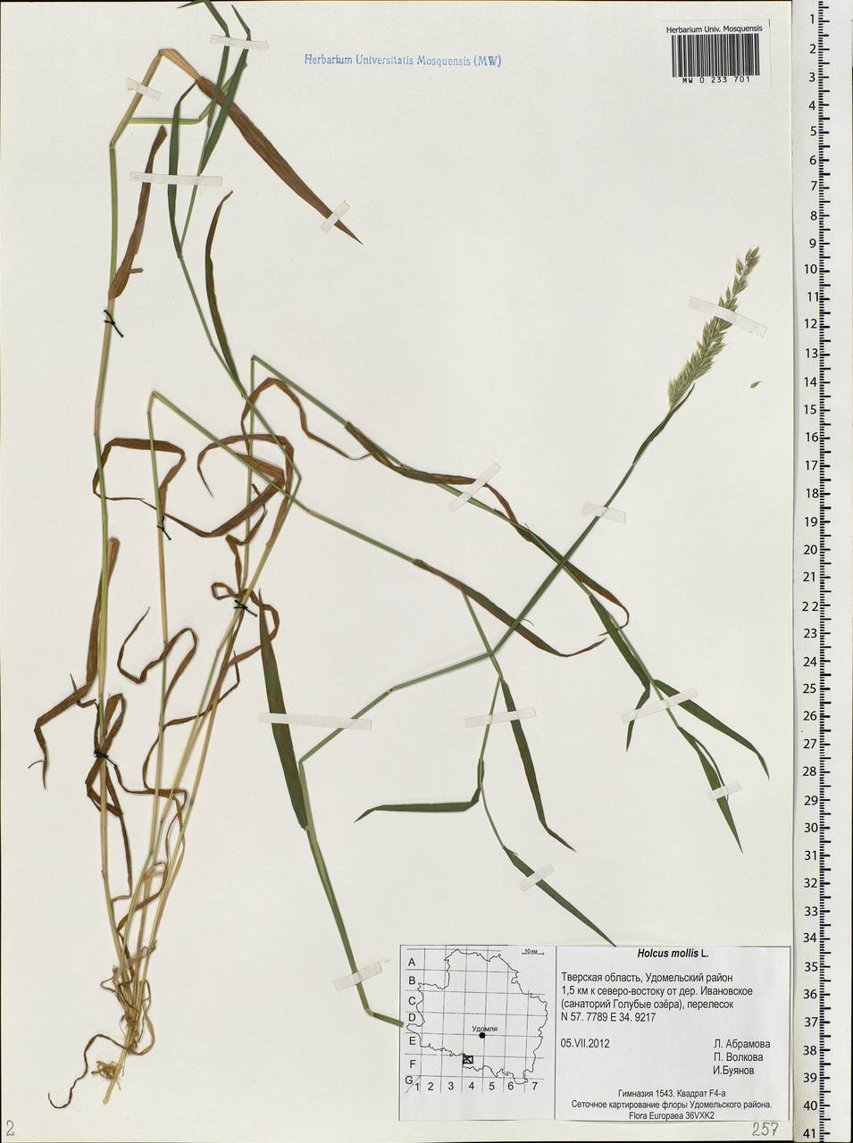 Holcus lanatus L., Eastern Europe, North-Western region (E2) (Russia)