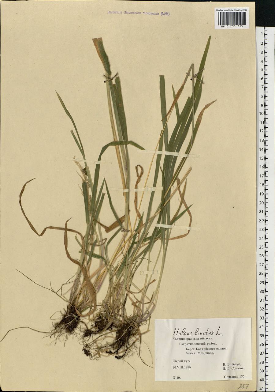 Holcus lanatus L., Eastern Europe, North-Western region (E2) (Russia)