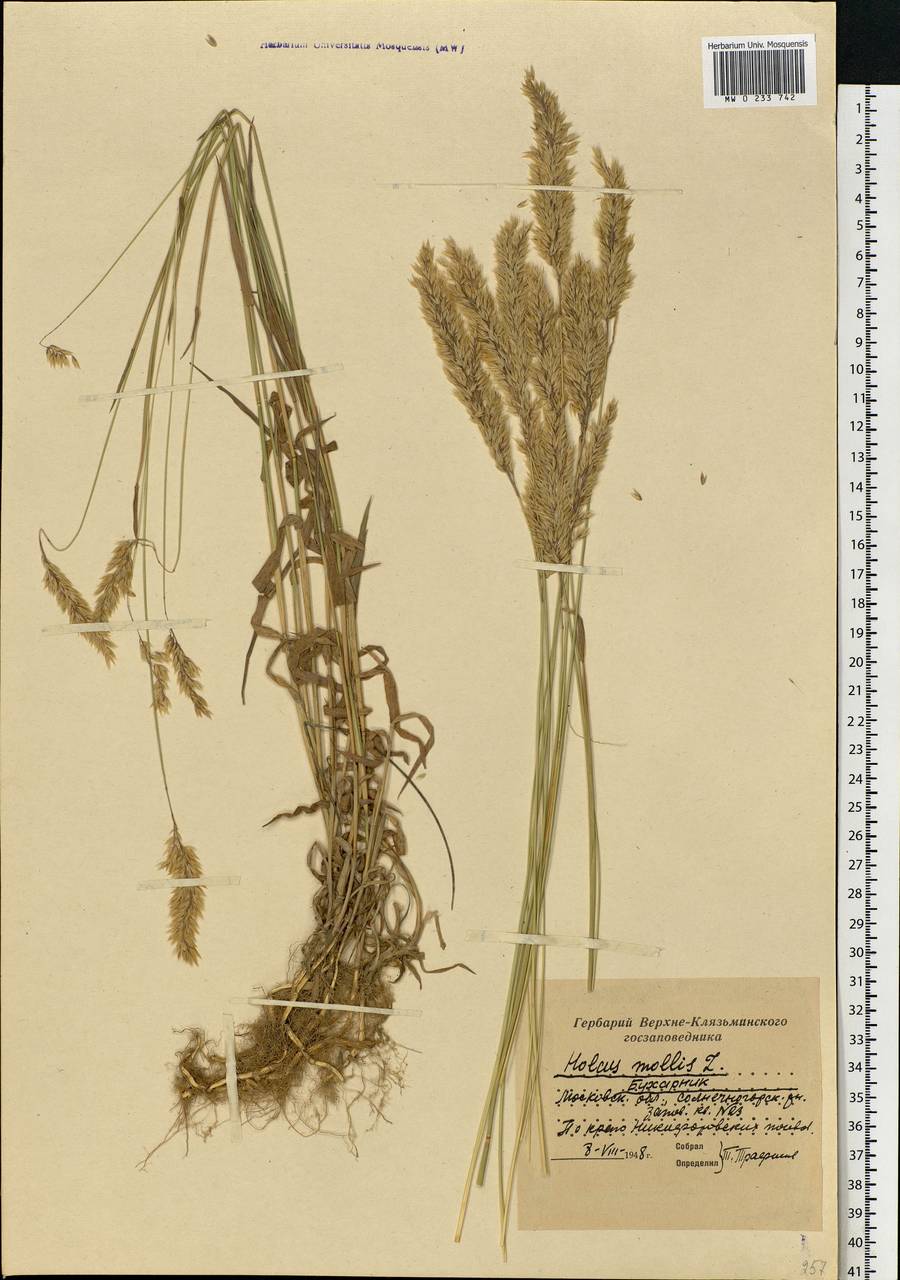 Holcus lanatus L., Eastern Europe, Moscow region (E4a) (Russia)