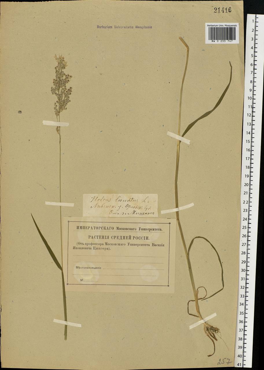 Holcus lanatus L., Eastern Europe, Central forest-and-steppe region (E6) (Russia)