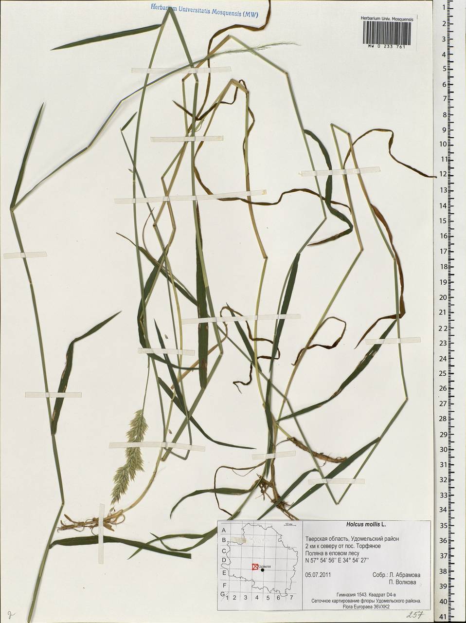 Holcus mollis L., Eastern Europe, North-Western region (E2) (Russia)