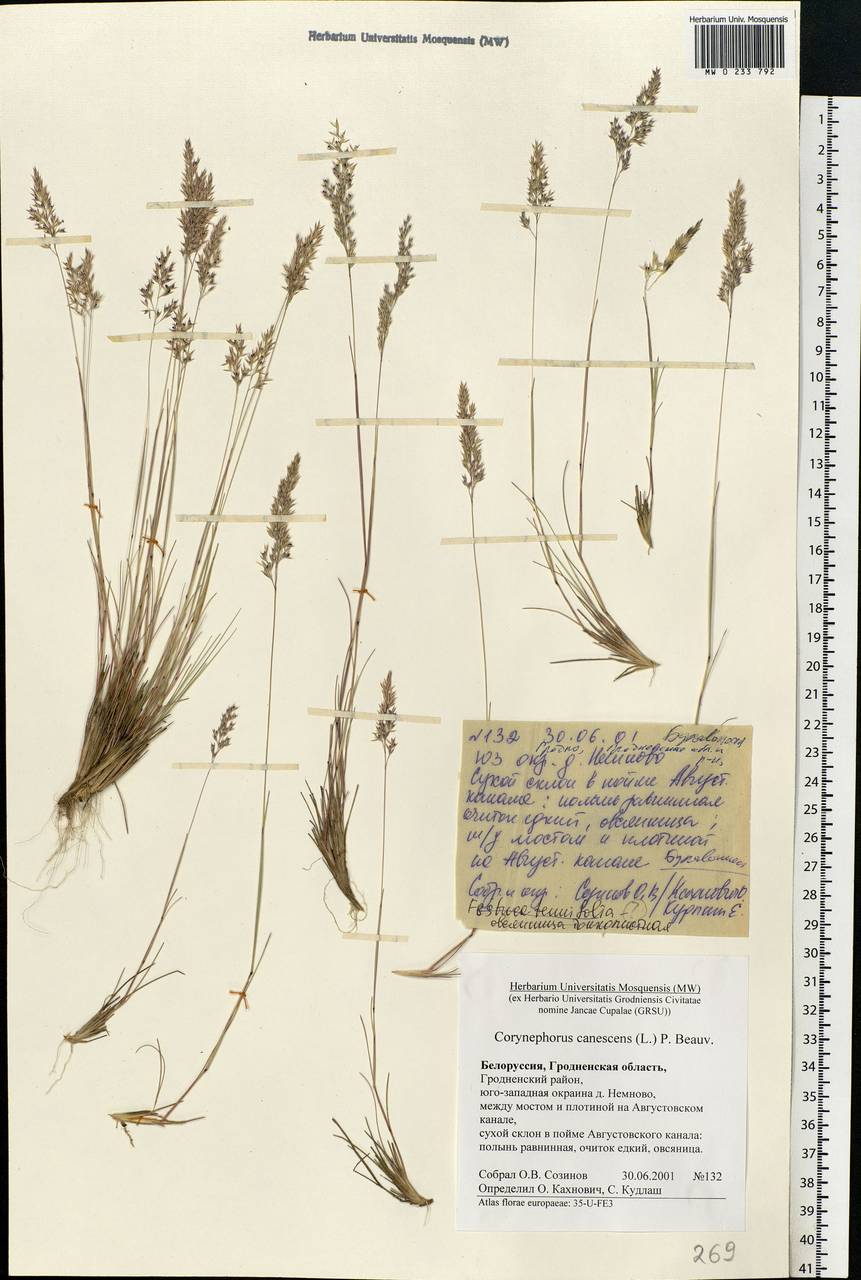 Corynephorus canescens (L.) P.Beauv., Eastern Europe, Belarus (E3a) (Belarus)