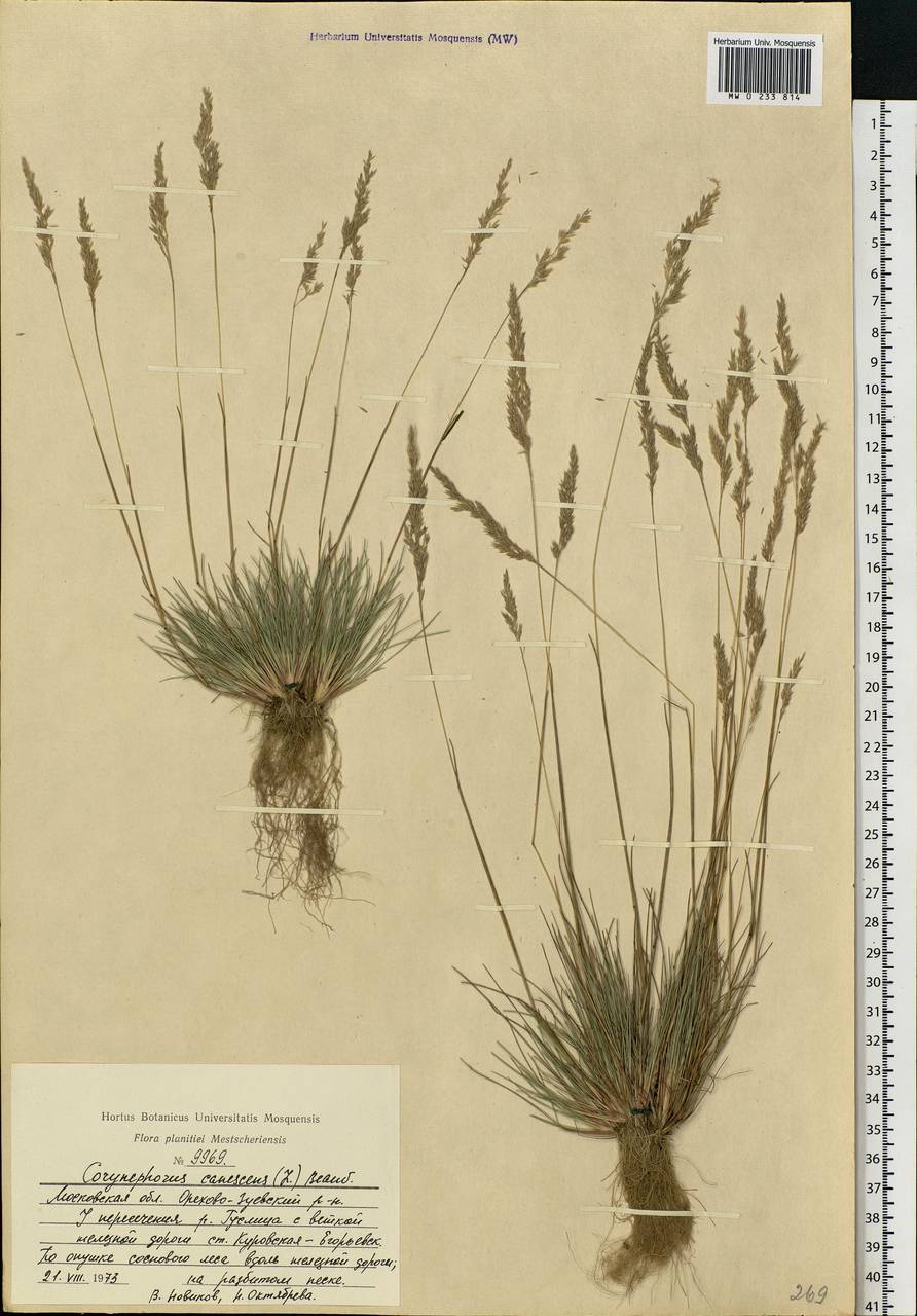 Corynephorus canescens (L.) P.Beauv., Eastern Europe, Moscow region (E4a) (Russia)
