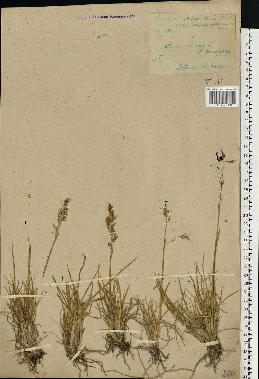 Deschampsia cespitosa subsp. cespitosa, Eastern Europe, Northern region (E1) (Russia)