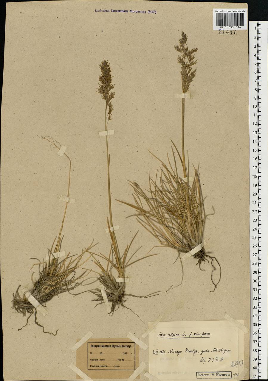 Deschampsia cespitosa subsp. cespitosa, Eastern Europe, Northern region (E1) (Russia)