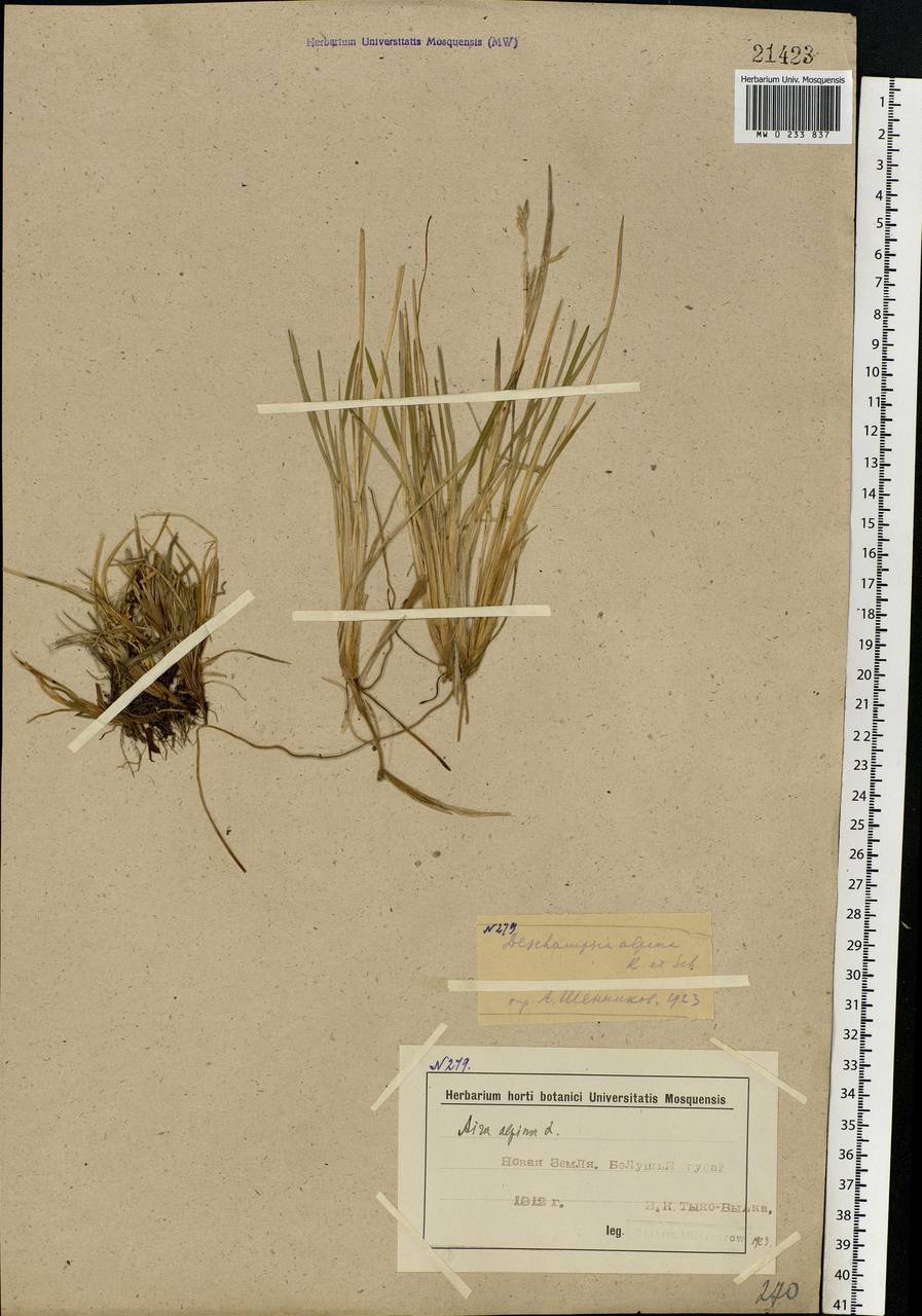 Deschampsia cespitosa subsp. cespitosa, Eastern Europe, Northern region (E1) (Russia)