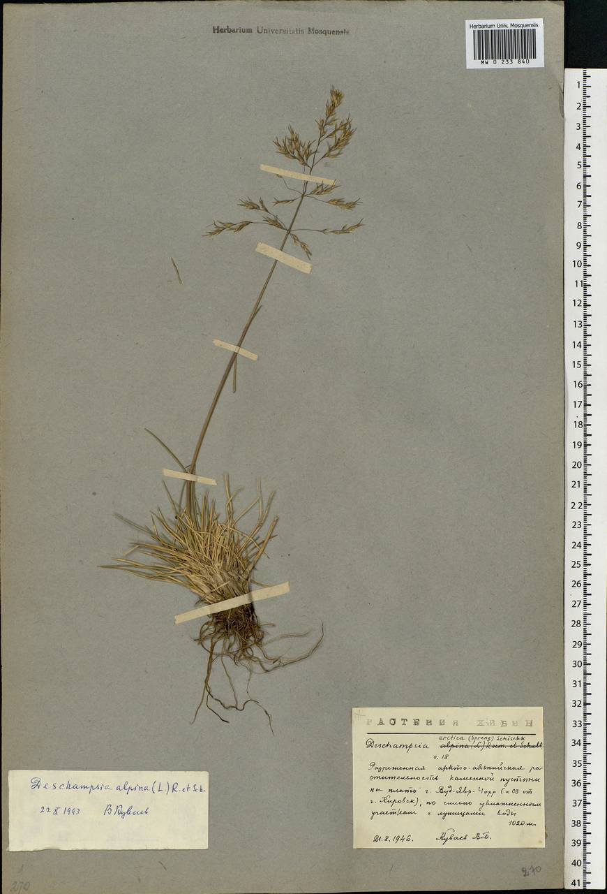Deschampsia cespitosa subsp. cespitosa, Eastern Europe, Northern region (E1) (Russia)