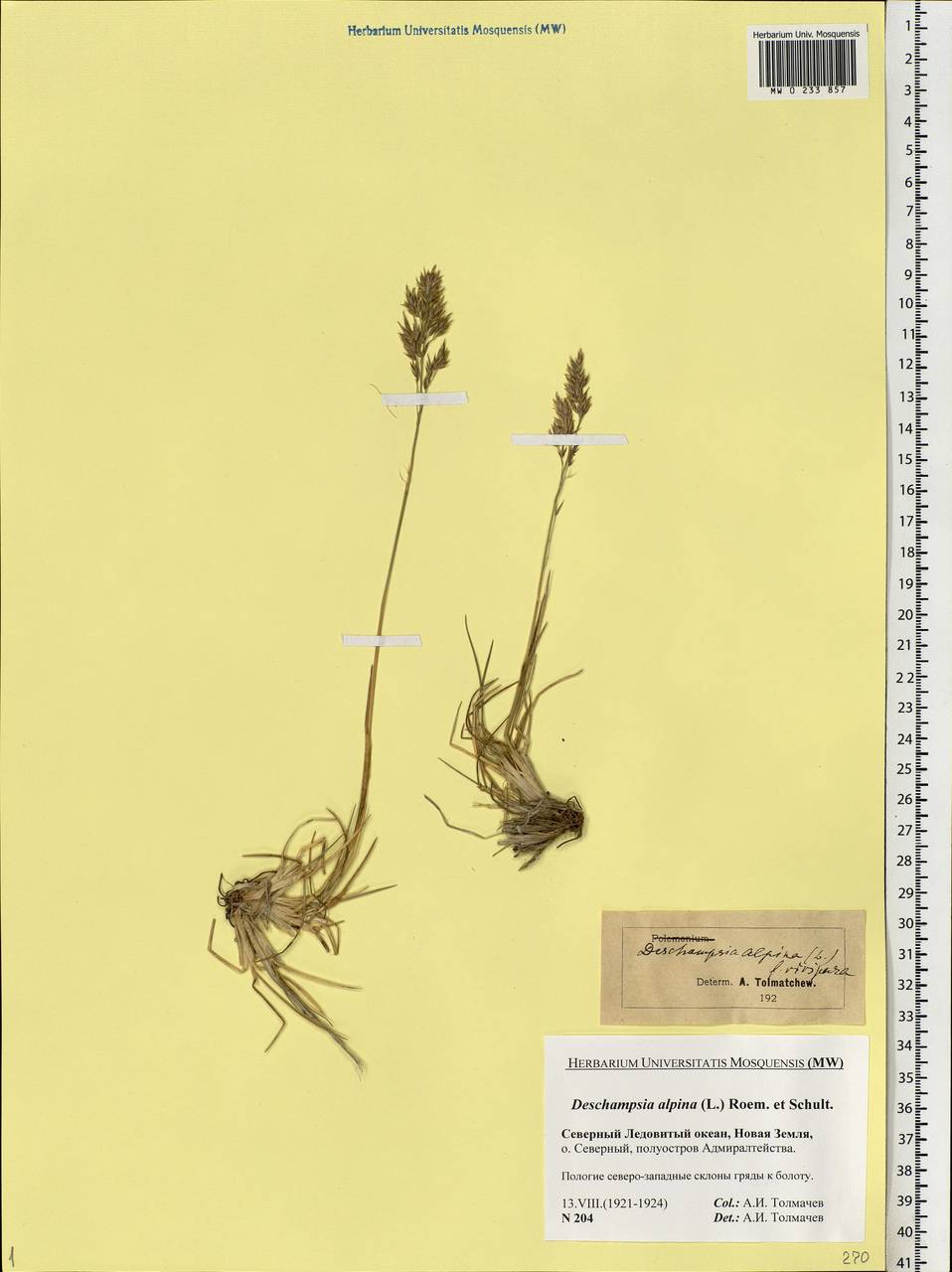 Deschampsia cespitosa subsp. cespitosa, Eastern Europe, Northern region (E1) (Russia)