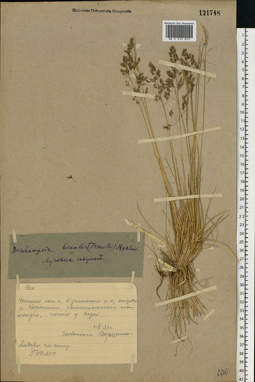 Deschampsia cespitosa subsp. cespitosa, Eastern Europe, Northern region (E1) (Russia)