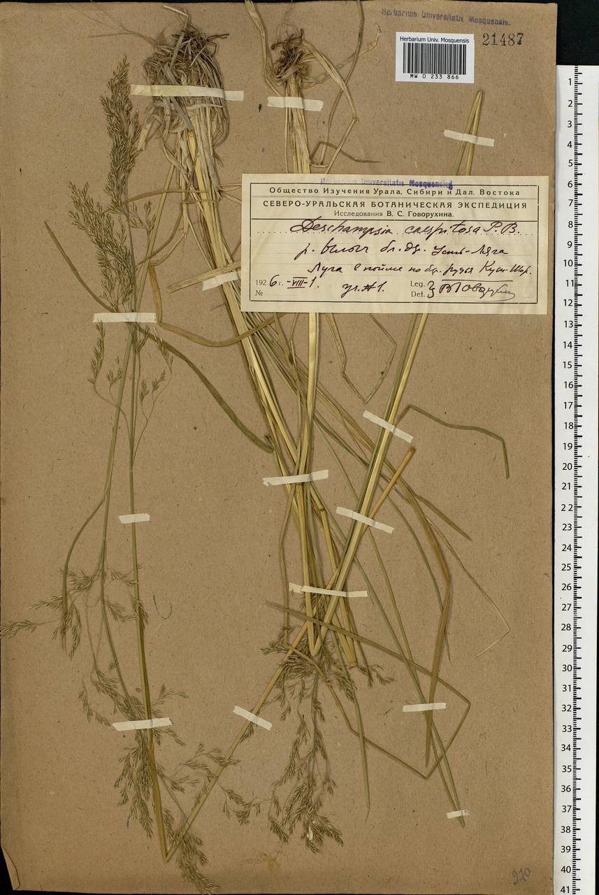 Deschampsia cespitosa (L.) P.Beauv., Eastern Europe, Northern region (E1) (Russia)