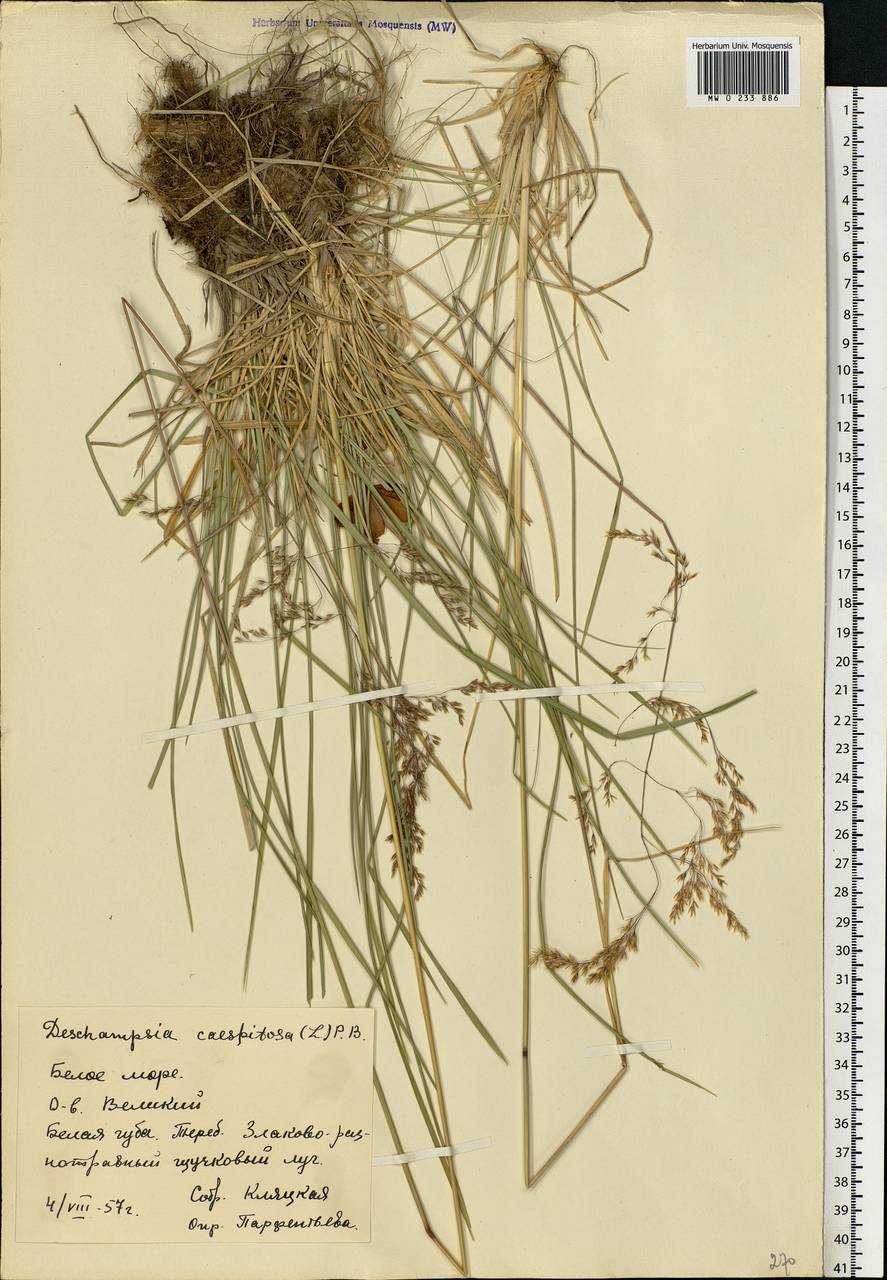 Deschampsia cespitosa (L.) P.Beauv., Eastern Europe, Northern region (E1) (Russia)