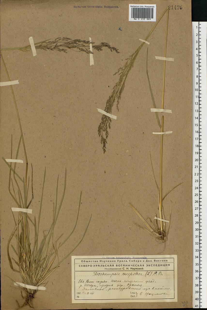Deschampsia cespitosa (L.) P.Beauv., Eastern Europe, Northern region (E1) (Russia)