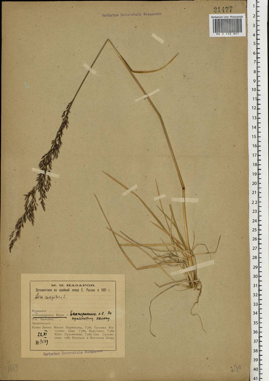 Deschampsia cespitosa (L.) P.Beauv., Eastern Europe, Northern region (E1) (Russia)