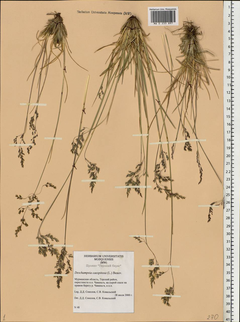 Deschampsia cespitosa (L.) P.Beauv., Eastern Europe, Northern region (E1) (Russia)
