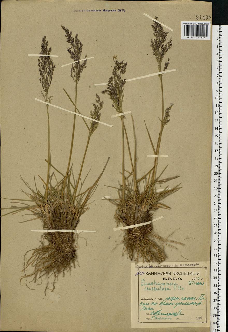 Deschampsia cespitosa (L.) P.Beauv., Eastern Europe, Northern region (E1) (Russia)