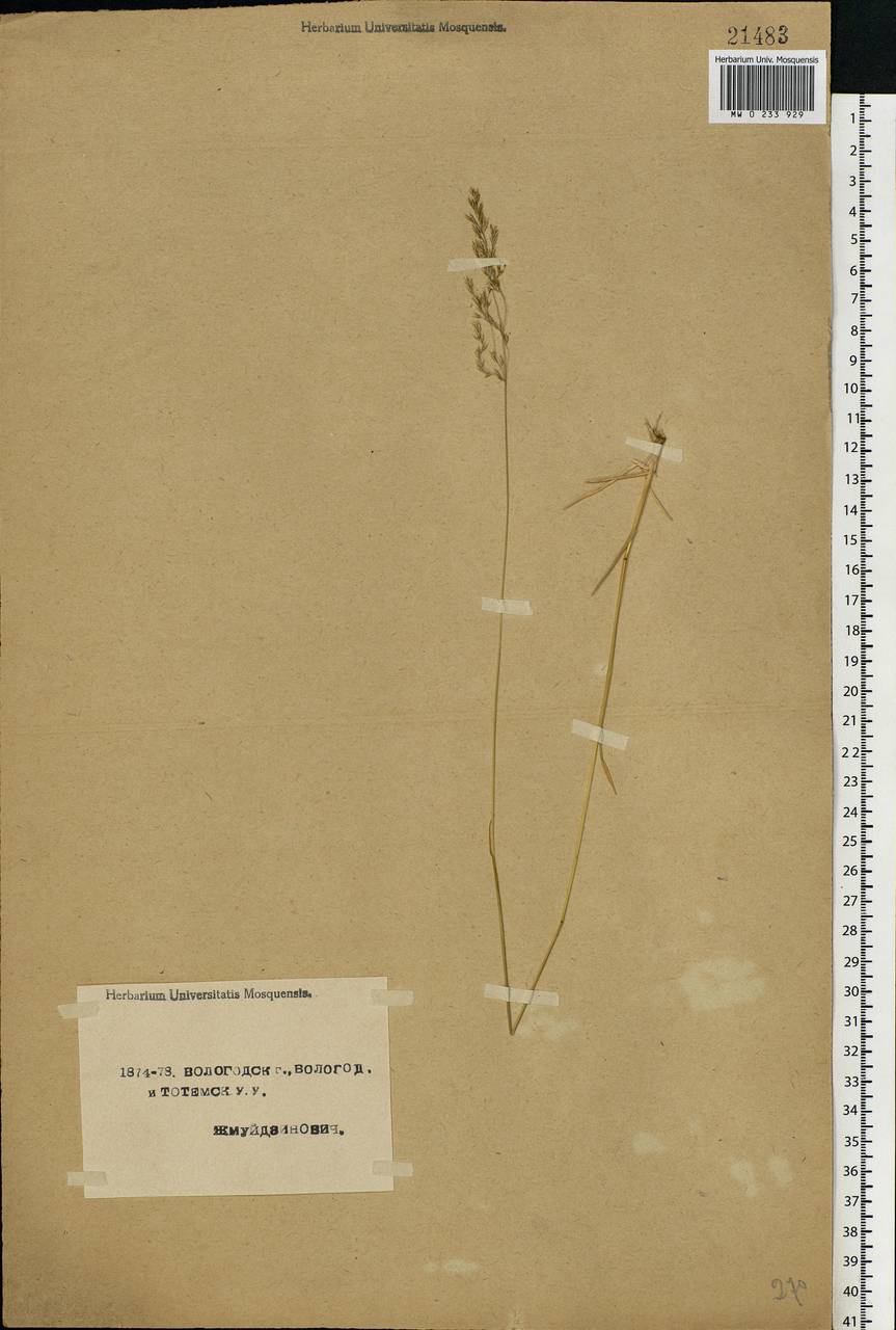 Deschampsia cespitosa (L.) P.Beauv., Eastern Europe, Northern region (E1) (Russia)