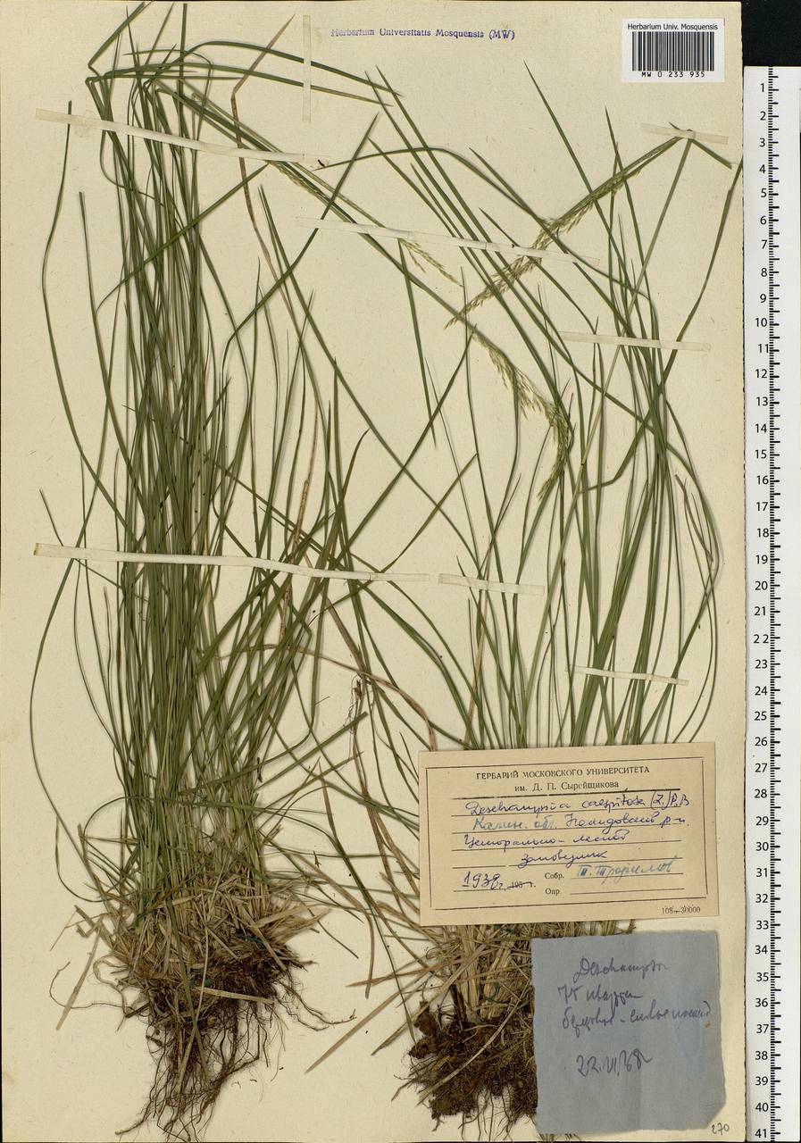 Deschampsia cespitosa (L.) P.Beauv., Eastern Europe, North-Western region (E2) (Russia)