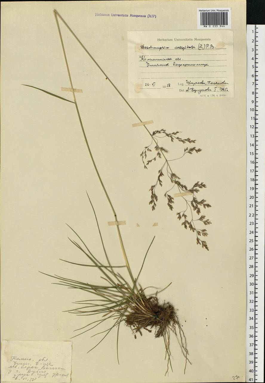 Deschampsia cespitosa (L.) P.Beauv., Eastern Europe, North-Western region (E2) (Russia)