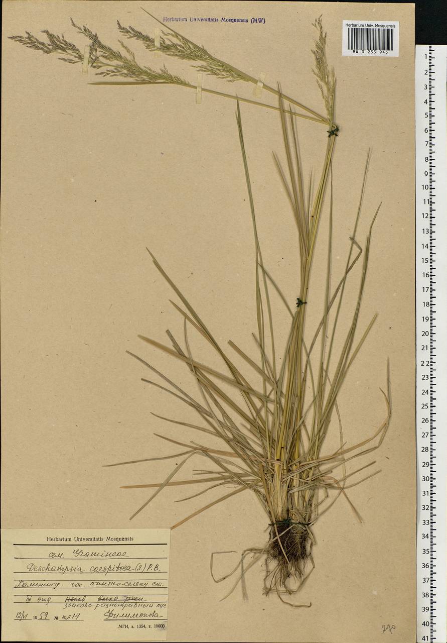 Deschampsia cespitosa (L.) P.Beauv., Eastern Europe, North-Western region (E2) (Russia)