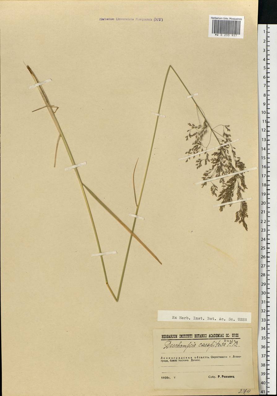 Deschampsia cespitosa (L.) P.Beauv., Eastern Europe, North-Western region (E2) (Russia)