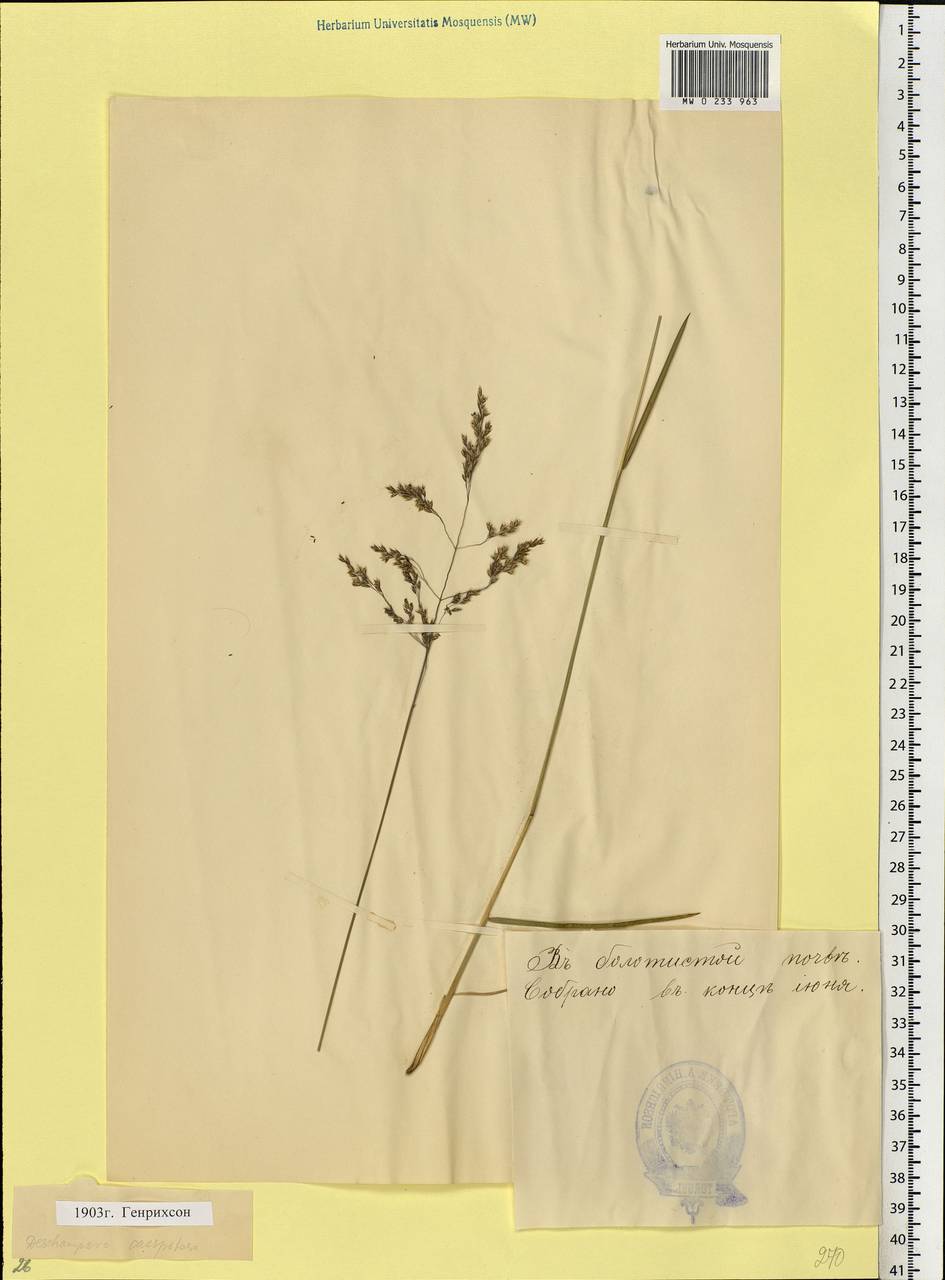 Deschampsia cespitosa (L.) P.Beauv., Eastern Europe, Estonia (E2c) (Estonia)