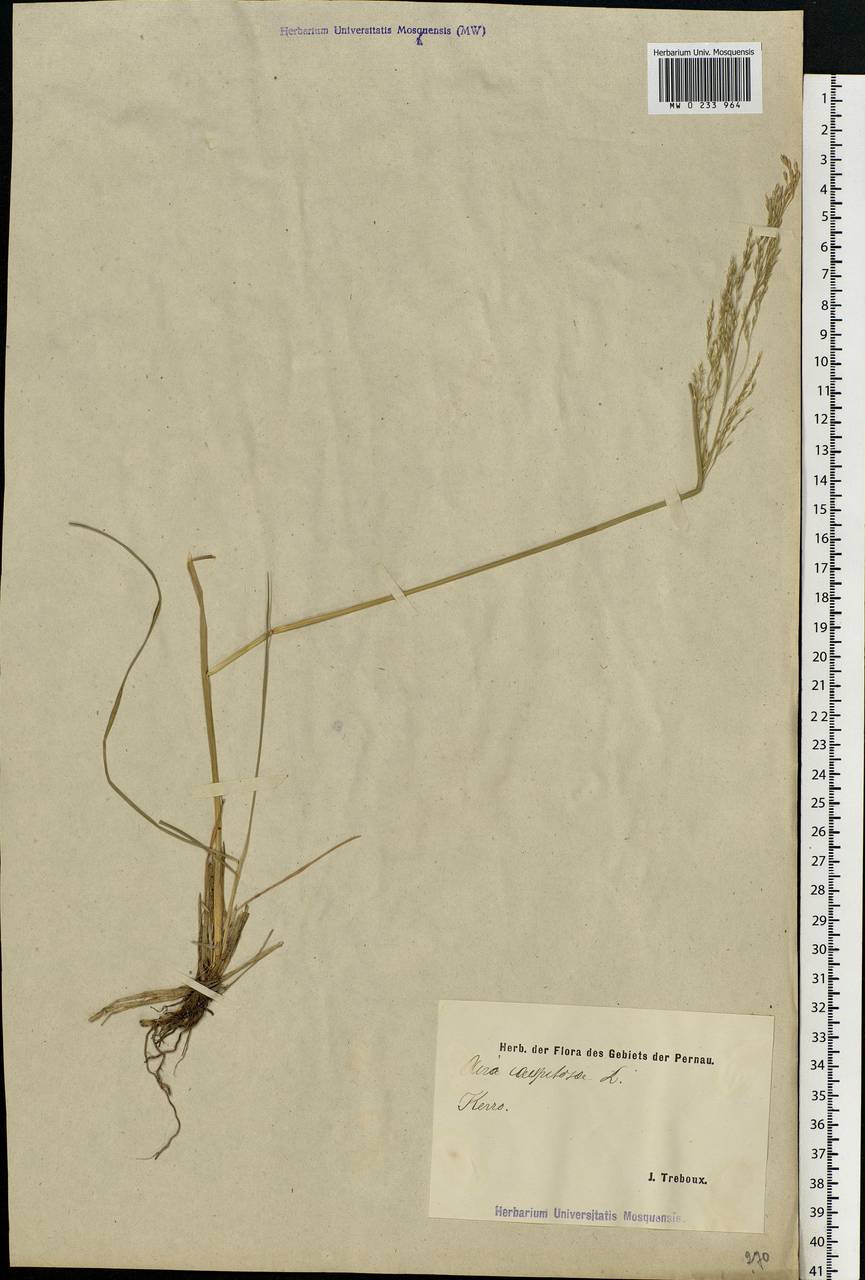 Deschampsia cespitosa (L.) P.Beauv., Eastern Europe, Estonia (E2c) (Estonia)