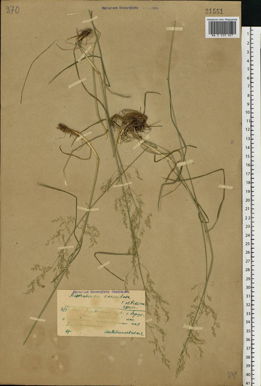 Deschampsia cespitosa (L.) P.Beauv., Eastern Europe, Western region (E3) (Russia)