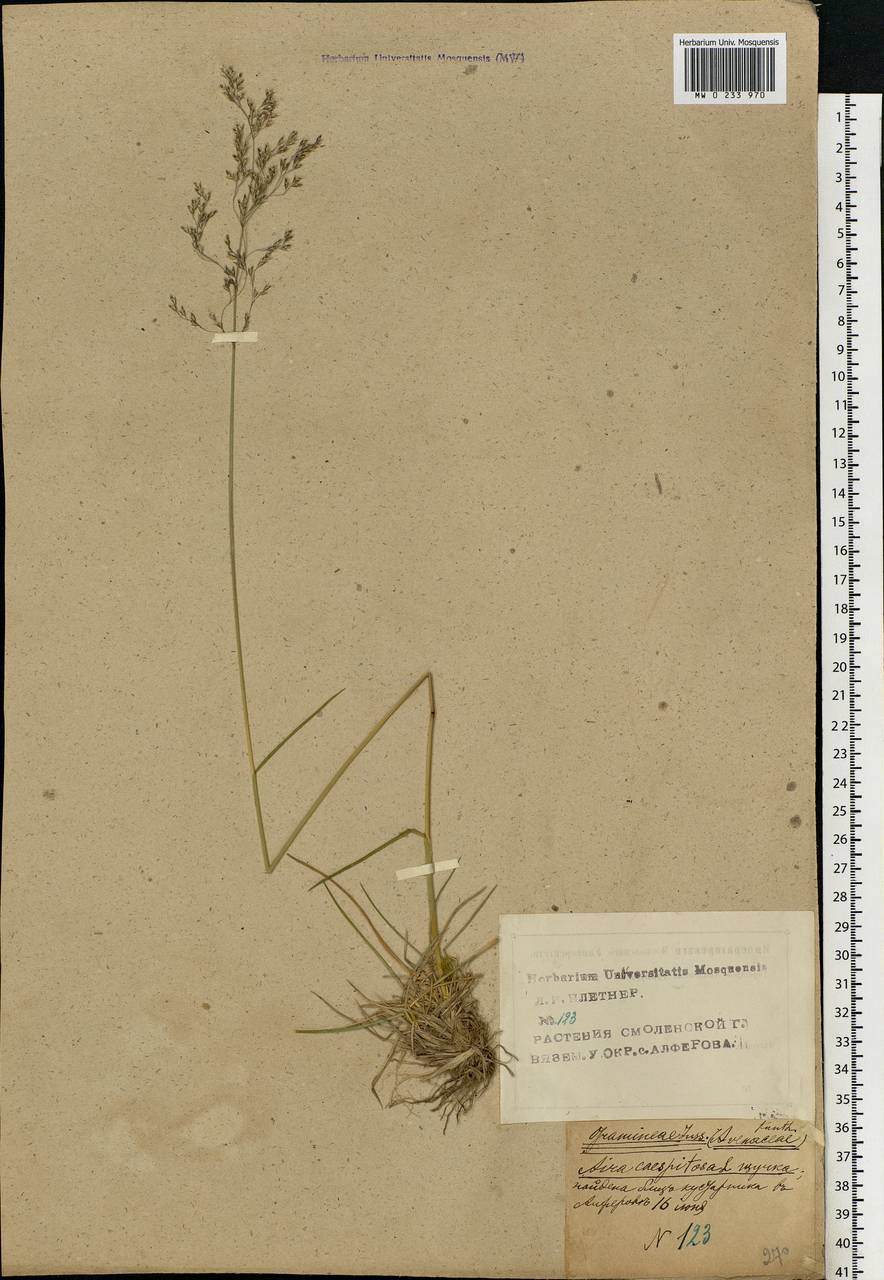 Deschampsia cespitosa (L.) P.Beauv., Eastern Europe, Western region (E3) (Russia)
