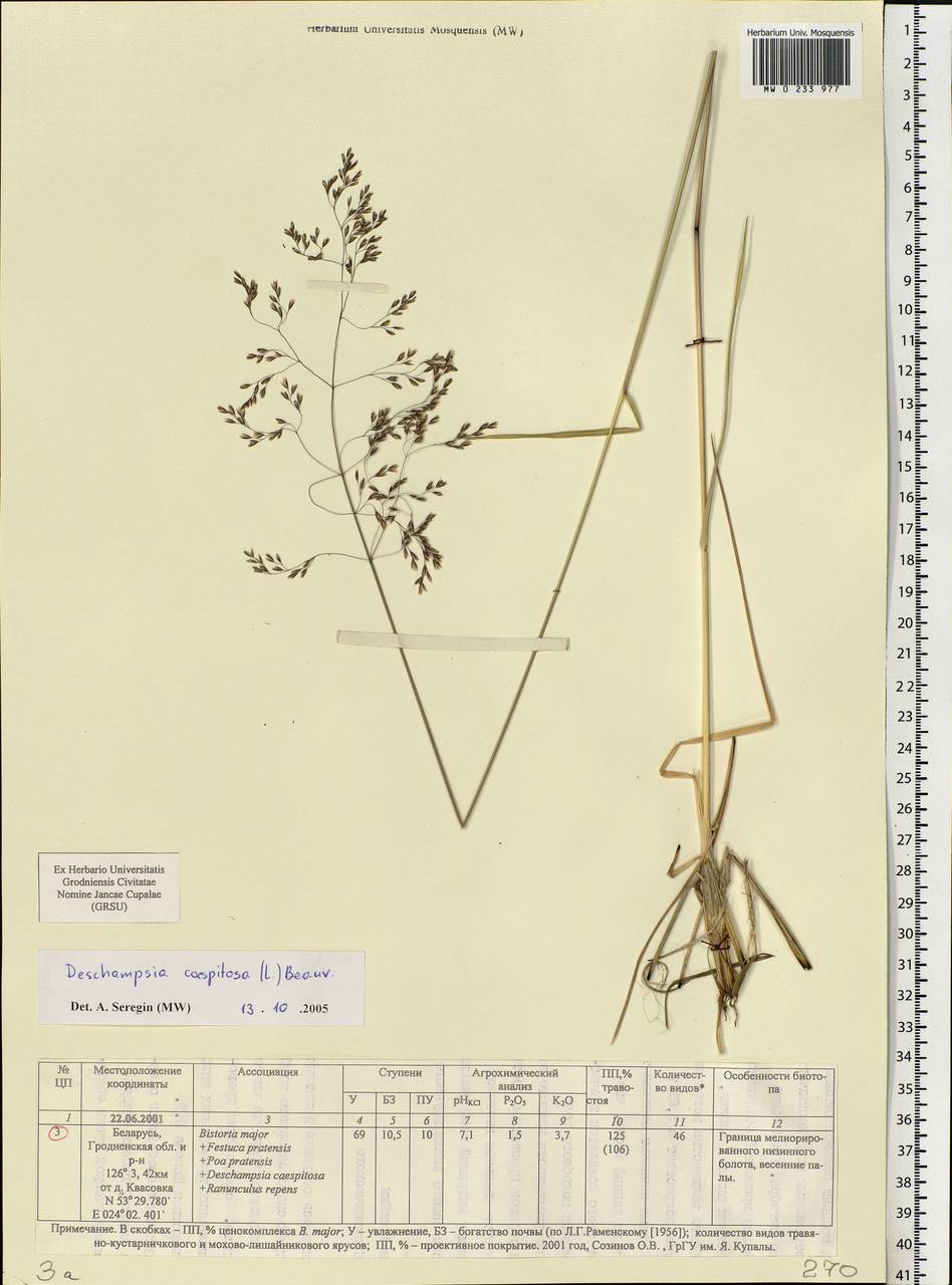 Deschampsia cespitosa (L.) P.Beauv., Eastern Europe, Belarus (E3a) (Belarus)