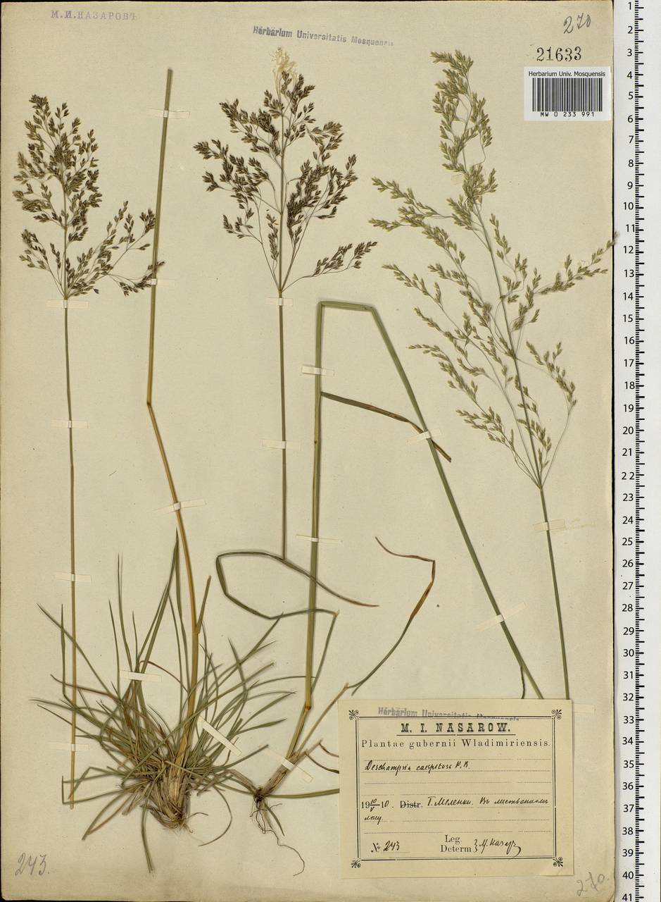 Deschampsia cespitosa (L.) P.Beauv., Eastern Europe, Central region (E4) (Russia)