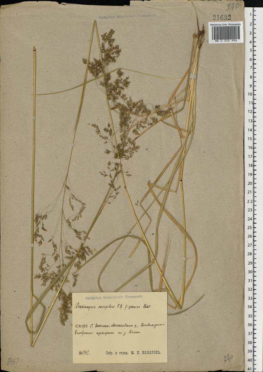 Deschampsia cespitosa (L.) P.Beauv., Eastern Europe, Central region (E4) (Russia)