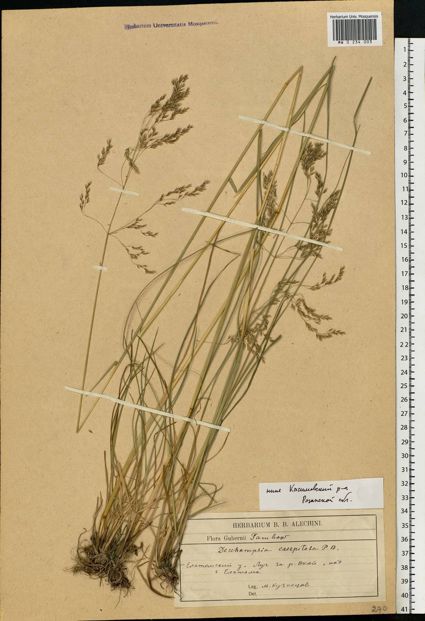 Deschampsia cespitosa (L.) P.Beauv., Eastern Europe, Central region (E4) (Russia)