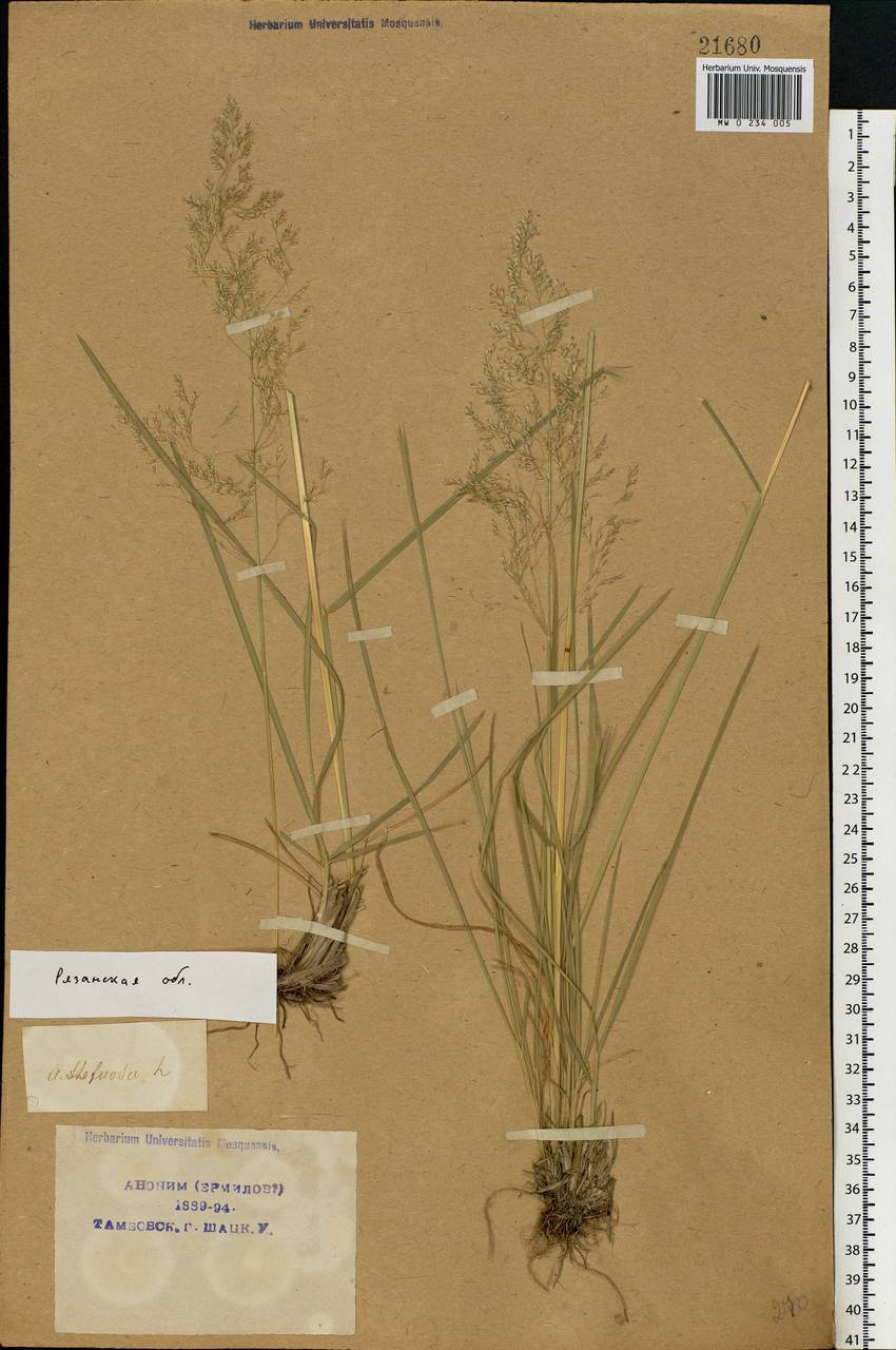 Deschampsia cespitosa (L.) P.Beauv., Eastern Europe, Central region (E4) (Russia)