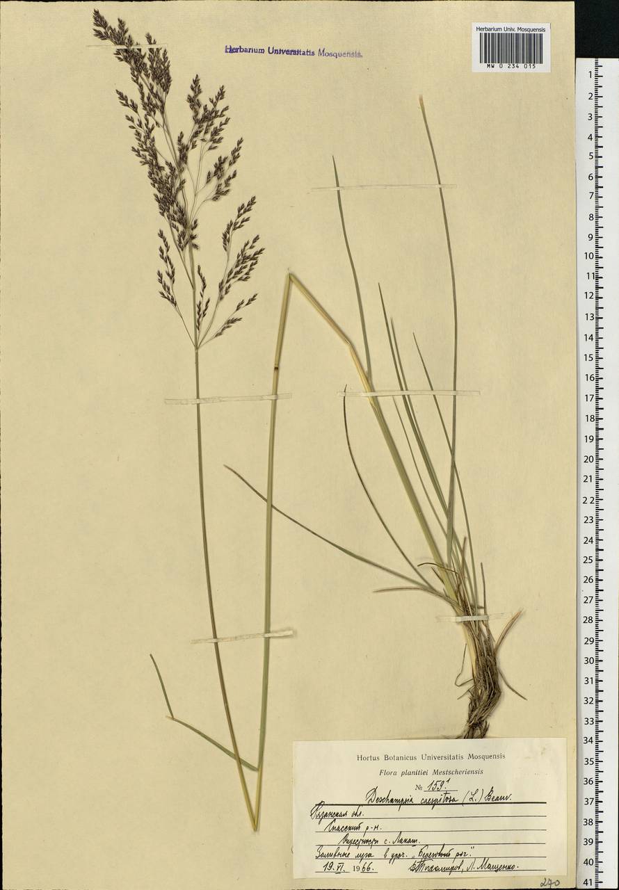 Deschampsia cespitosa (L.) P.Beauv., Eastern Europe, Central region (E4) (Russia)