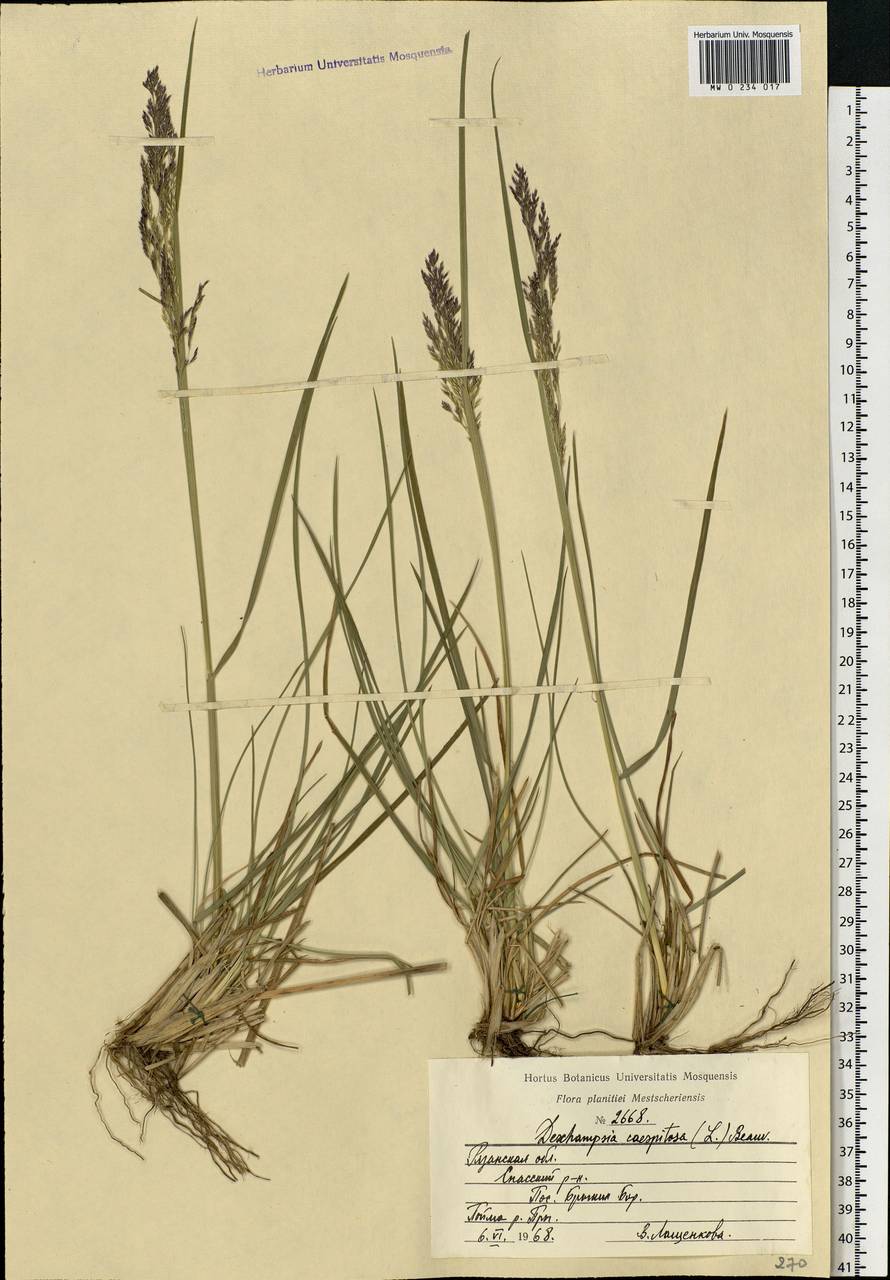 Deschampsia cespitosa (L.) P.Beauv., Eastern Europe, Central region (E4) (Russia)