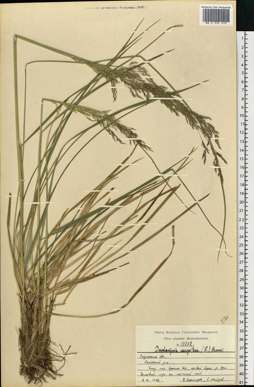 Deschampsia cespitosa (L.) P.Beauv., Eastern Europe, Central region (E4) (Russia)