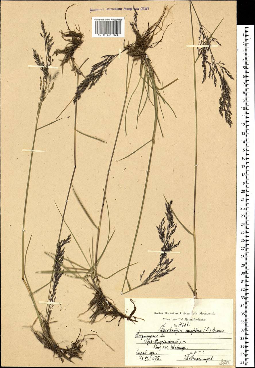 Deschampsia cespitosa (L.) P.Beauv., Eastern Europe, Central region (E4) (Russia)