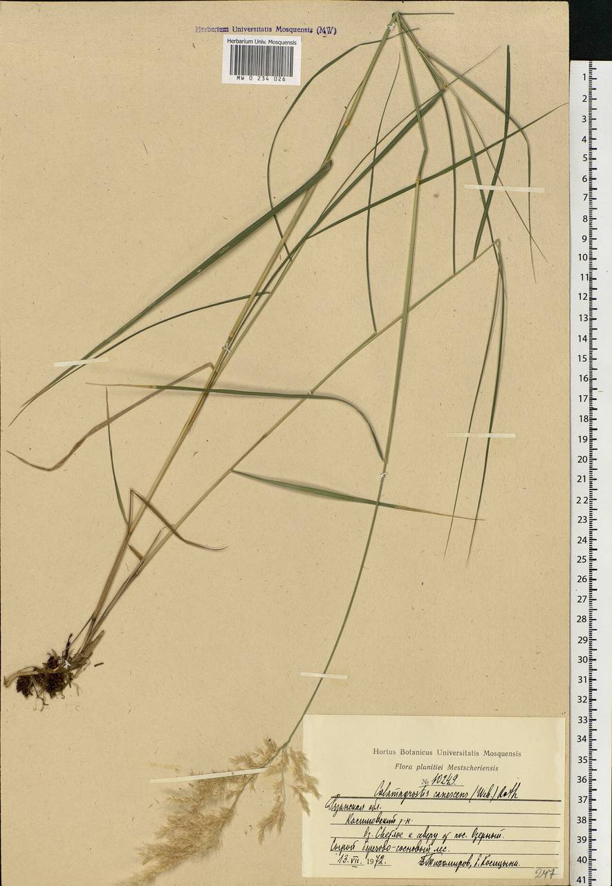 Deschampsia cespitosa (L.) P.Beauv., Eastern Europe, Central region (E4) (Russia)
