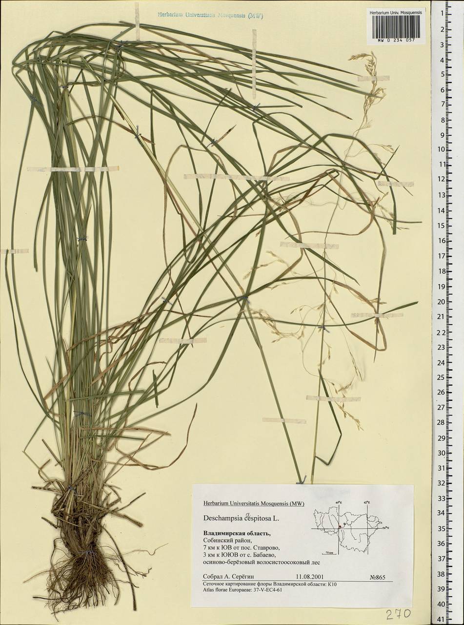 Deschampsia cespitosa (L.) P.Beauv., Eastern Europe, Central region (E4) (Russia)