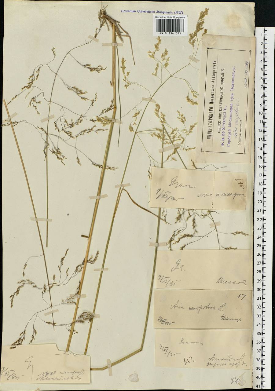 Deschampsia cespitosa (L.) P.Beauv., Eastern Europe, Moscow region (E4a) (Russia)