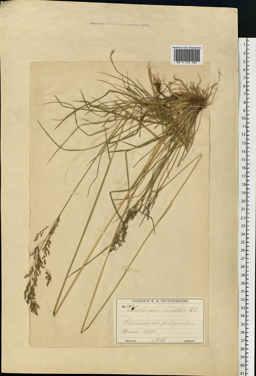Deschampsia cespitosa (L.) P.Beauv., Eastern Europe, Moscow region (E4a) (Russia)