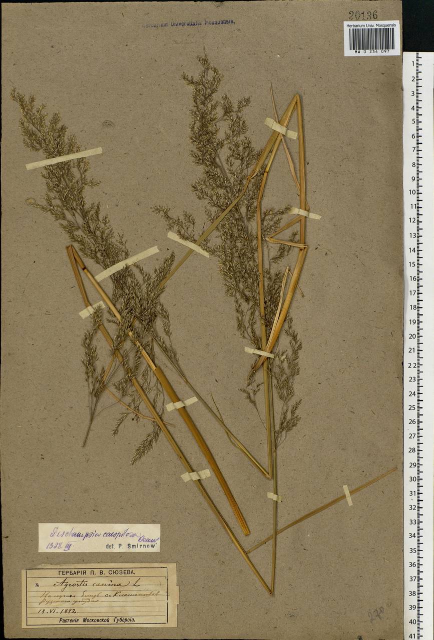 Deschampsia cespitosa (L.) P.Beauv., Eastern Europe, Moscow region (E4a) (Russia)