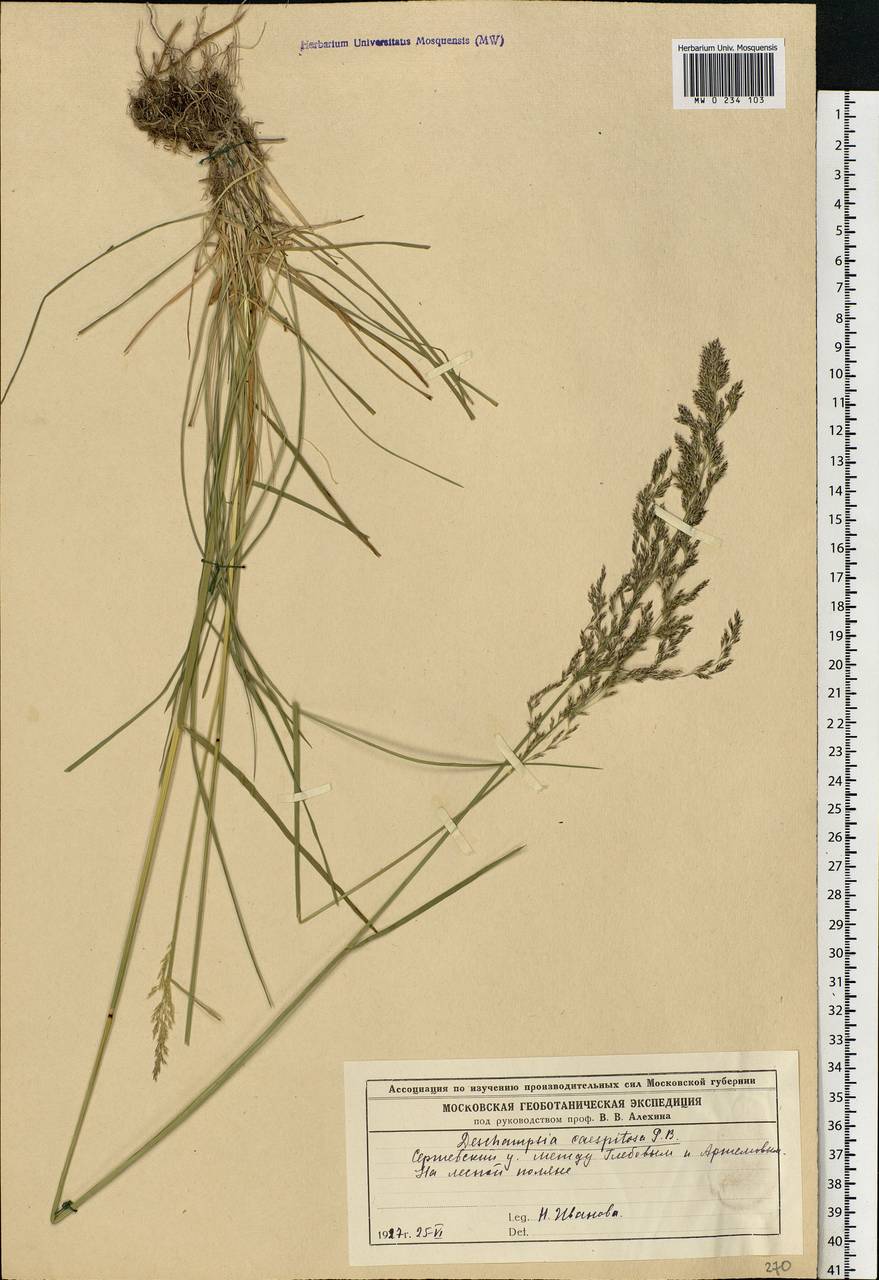 Deschampsia cespitosa (L.) P.Beauv., Eastern Europe, Moscow region (E4a) (Russia)