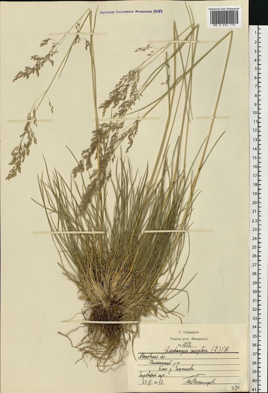 Deschampsia cespitosa (L.) P.Beauv., Eastern Europe, Moscow region (E4a) (Russia)