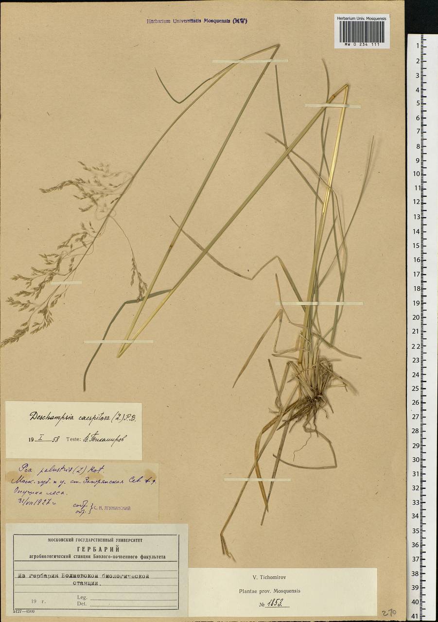 Deschampsia cespitosa (L.) P.Beauv., Eastern Europe, Moscow region (E4a) (Russia)