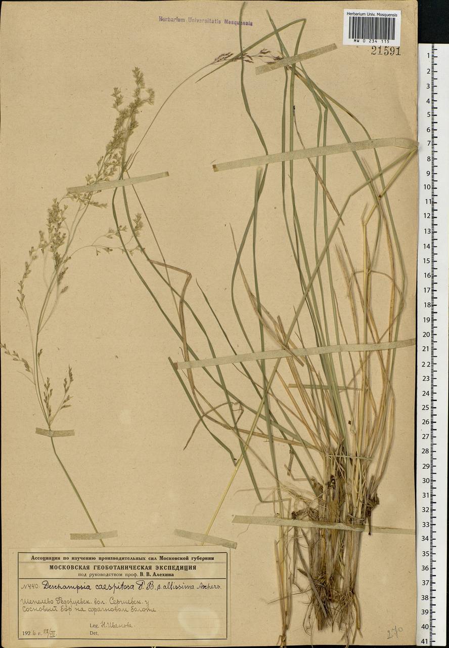 Deschampsia cespitosa (L.) P.Beauv., Eastern Europe, Moscow region (E4a) (Russia)