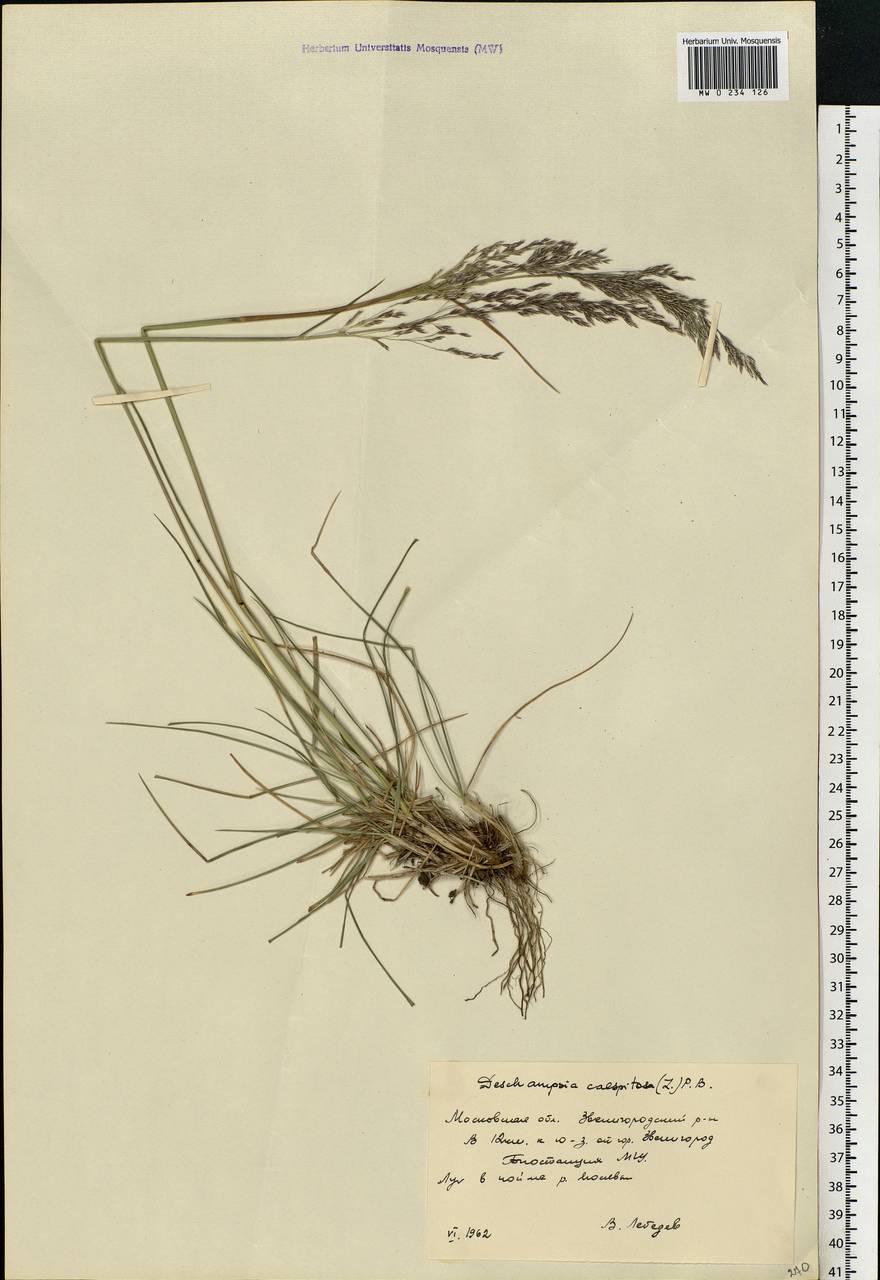 Deschampsia cespitosa (L.) P.Beauv., Eastern Europe, Moscow region (E4a) (Russia)